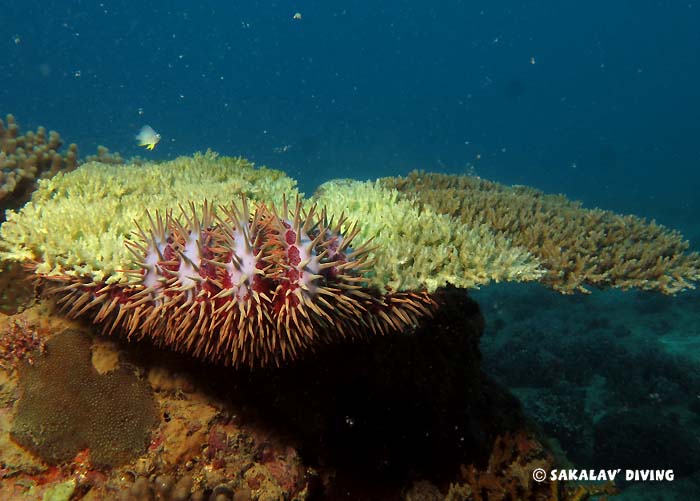 Marine biology in Madagascar